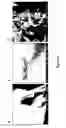 Fig. 04 - Self-assembling ultrashort peptides modified with bioactive agents by click chemistry