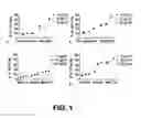 Fig. 02 - METHODS AND COMPOSITIONS FOR ENHANCING TRANSDUCTION EFFICIENCY OF RETROVIRAL VECTORS