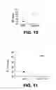 Fig. 10 - METHODS AND COMPOSITIONS FOR ENHANCING TRANSDUCTION EFFICIENCY OF RETROVIRAL VECTORS