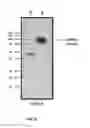 Fig. 08 - Compositions and methods for treatment and imaging using nanoparticles