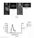 Fig. 20 - Compositions and methods for treatment and imaging using nanoparticles