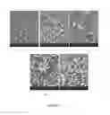 Fig. 10 - Resorbable ceramics with controlled strength loss rates