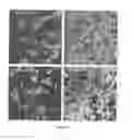 Fig. 32 - Resorbable ceramics with controlled strength loss rates