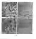 Fig. 33 - Resorbable ceramics with controlled strength loss rates