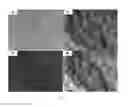 Fig. 05 - Preparation of extracellular matrix-modified tissue engineered nerve grafts for peripheral nerve injury repair