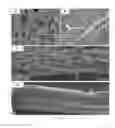 Fig. 07 - Preparation of extracellular matrix-modified tissue engineered nerve grafts for peripheral nerve injury repair
