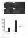 Fig. 09 - Preparation of extracellular matrix-modified tissue engineered nerve grafts for peripheral nerve injury repair