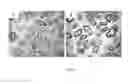 Fig. 10 - Preparation of extracellular matrix-modified tissue engineered nerve grafts for peripheral nerve injury repair
