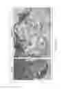 Fig. 06 - Decellularized biomaterial from non-mammalian tissue