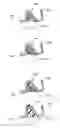 Fig. 31 - Golf club head with flexure