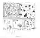 Fig. 05 - Self assembled particles