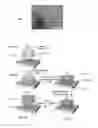 Fig. 04 - Microscale stamp with reversible adhesion for transfer printing
