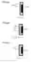 Fig. 22 - Method of manufacturing sandwich molded product, injection molding machine, and sandwich molded product