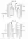 Fig. 27 - Flow path member, liquid ejecting head and liquid ejecting apparatus