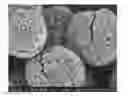 Fig. 01 - RUTILE TITANIUM DIOXIDE MICROSPHERES AND ORDERED BOTRYOIDAL SHAPES OF SAME