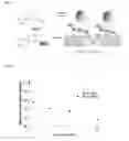 Fig. 11 - COMPOSITIONS, DEVICES, AND METHODS INVOLVING DEGRADATION OF CYANURIC ACID