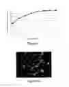 Fig. 08 - Amphiphilic derivatives of triazamacrocyclic compounds, products and compositions including same, and synthesis methods and uses thereof
