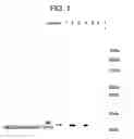 Fig. 02 - THERAPEUTIC AGENT FOR DISEASE BASED ON INHIBITORY EFFECT OF MACROPHAGE MIGRATION INHIBITORY FACTOR