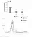 Fig. 19 - Non-selective kinase inhibitors