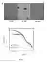 Fig. 28 - Gold nanoparticles and methods of making and using gold nanoparticles