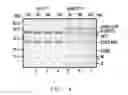 Fig. 05 - Intein mediated purification of protein