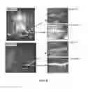 Fig. 18 - Compositions for labeling nerves and methods of use