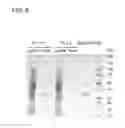 Fig. 09 - Antibody-binding peptide