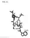 Fig. 11 - Antibody-binding peptide