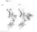 Fig. 12 - Antibody-binding peptide