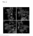 Fig. 14 - Antibody-binding peptide