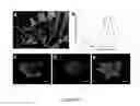 Fig. 13 - Monomeric and bright infrared fluorescent proteins