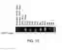 Fig. 12 - STABILIZED STAT3 DECOY OLIGONUCLEOTIDES AND USES THEREFORE