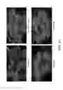 Fig. 23 - STABILIZED STAT3 DECOY OLIGONUCLEOTIDES AND USES THEREFORE