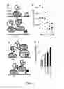 Fig. 09 - Synthetic transcription factor and uses thereof