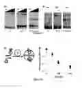 Fig. 14 - Synthetic transcription factor and uses thereof