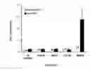 Fig. 04 - Positive modulator of bone morphogenic protein-2