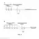 Fig. 05 - Myelin oligodendrocyte glycoprotein peptides