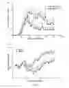 Fig. 06 - Myelin oligodendrocyte glycoprotein peptides