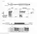 Fig. 03 - High avidity antigen recognizing constructs