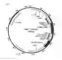 Fig. 10 - High avidity antigen recognizing constructs