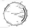 Fig. 11 - High avidity antigen recognizing constructs