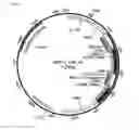 Fig. 13 - High avidity antigen recognizing constructs