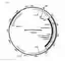 Fig. 14 - High avidity antigen recognizing constructs