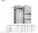 Fig. 02 - Humanized pertussis antibodies and uses thereof