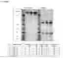 Fig. 04 - Humanized pertussis antibodies and uses thereof