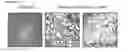Fig. 20 - Humanized pertussis antibodies and uses thereof