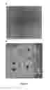 Fig. 05 - Polymeric nanoparticles and a process of preparation thereof