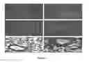 Fig. 11 - Polymeric nanoparticles and a process of preparation thereof