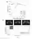 Fig. 08 - Rapid fabrication of hierarchically structured supramolecular nanocomposite thin films in one minute