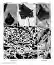 Fig. 10 - Microorganisms for Producing Volatile Organic Compounds